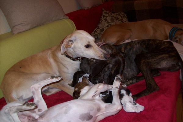 Galga LUNI aus Murcia sucht ... - Seite 5 6950614ric