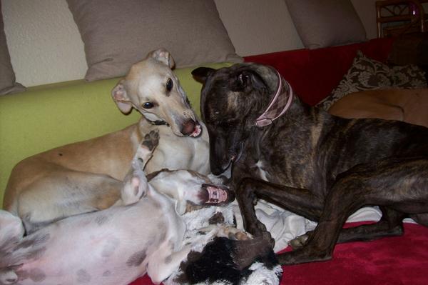 Galga LUNI aus Murcia sucht ... - Seite 5 6950617vzs