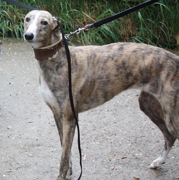 Galga SITA aus Alicante sucht dringend ... - Seite 2 6952623ruu