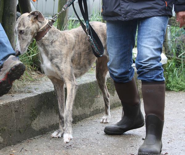 Galga SITA aus Alicante sucht dringend ... - Seite 2 6952624ltw