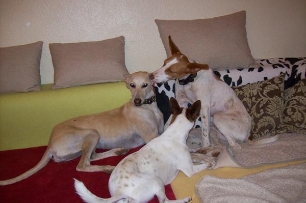 Galga LUNI aus Murcia sucht ... - Seite 5 6961070taa