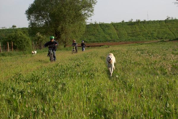 Galga LUNI aus Murcia sucht ... - Seite 5 6961071rfq