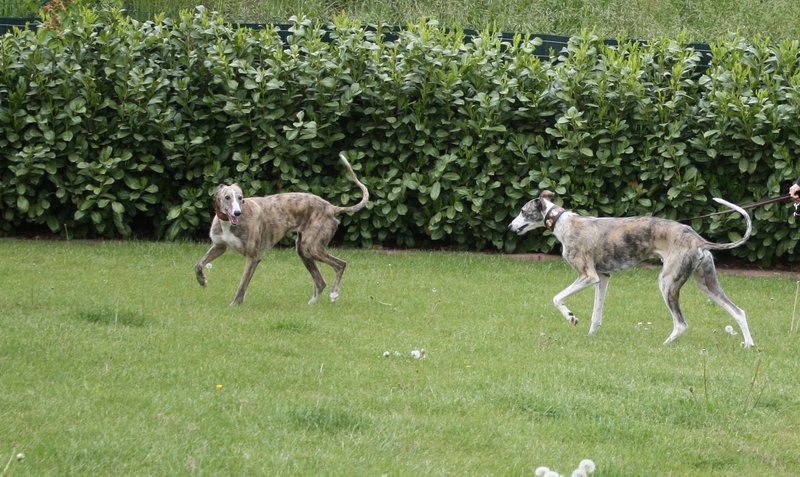 Galga SITA aus Alicante sucht dringend ... - Seite 3 6961140gtb