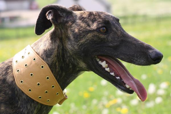 Galgo NEO aus San Anton sucht ... - Seite 5 6978880hnr