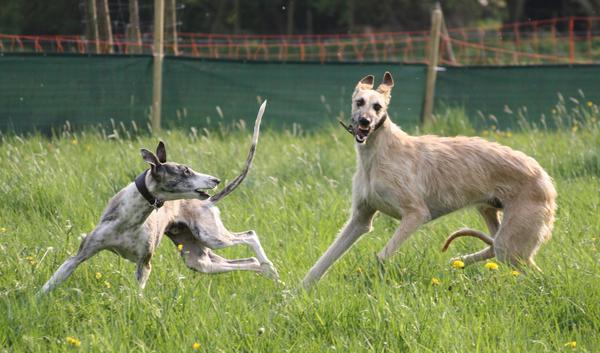 Rauhhaar-Galgo RIK aus Alicante sucht ... - Seite 2 6978924hje