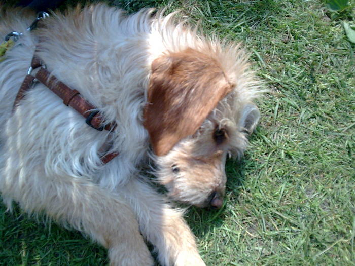 Merlin Griffon-Mix 50cm geb. 2008 schon in D sucht liebe Familie 6990433bwe