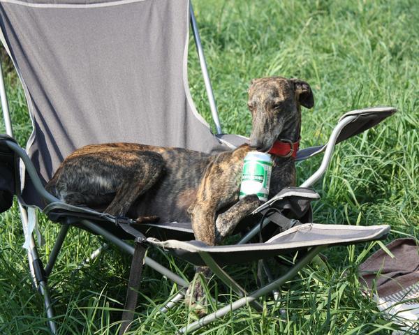 Galga SITA aus Alicante sucht dringend ... - Seite 3 6991272jch