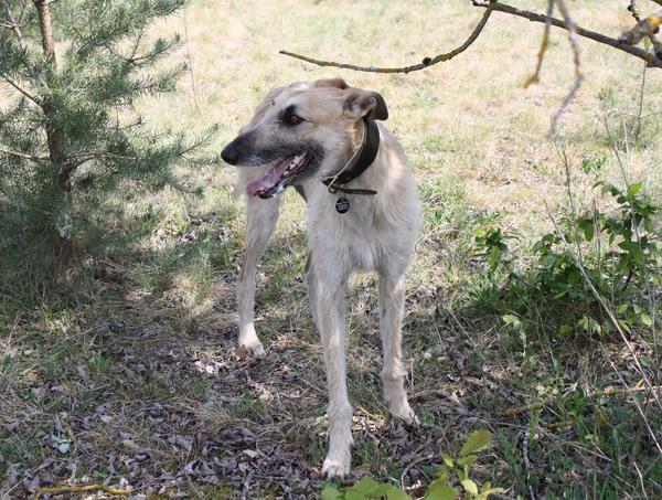 Galga SITA aus Alicante sucht dringend ... - Seite 3 6991278enz