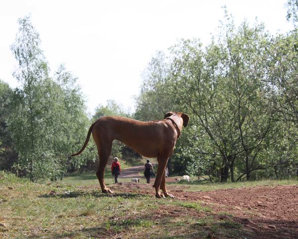 Galga SITA aus Alicante sucht dringend ... - Seite 3 6991279eax