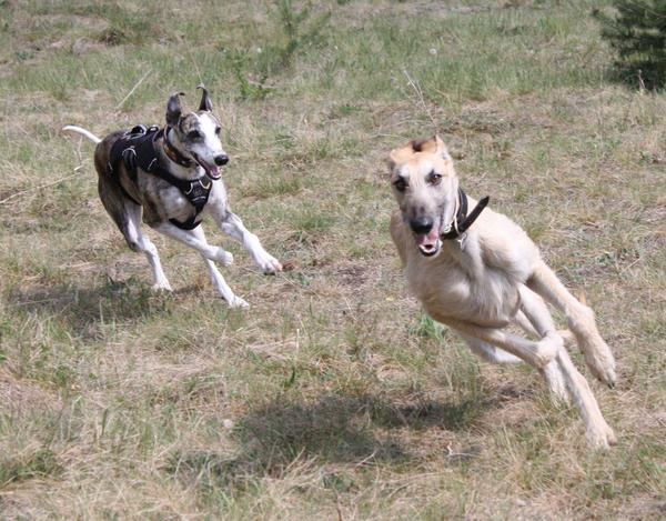 Galga SITA aus Alicante sucht dringend ... - Seite 3 6991283cmj