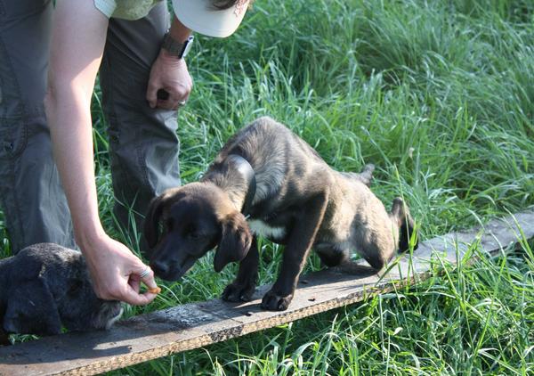 Galga SITA aus Alicante sucht dringend ... - Seite 3 6991285gkx