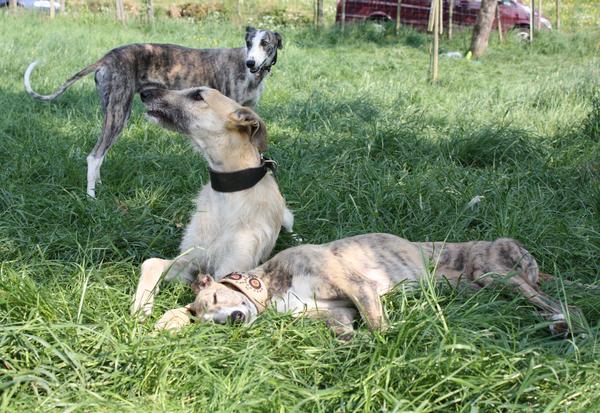 Galga SITA aus Alicante sucht dringend ... - Seite 3 6991286wfd