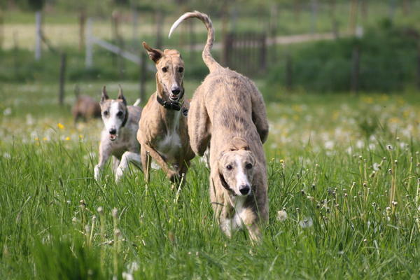 Galga Saba (jetzt GWENA) aus Murcia sucht ...  7000551arg