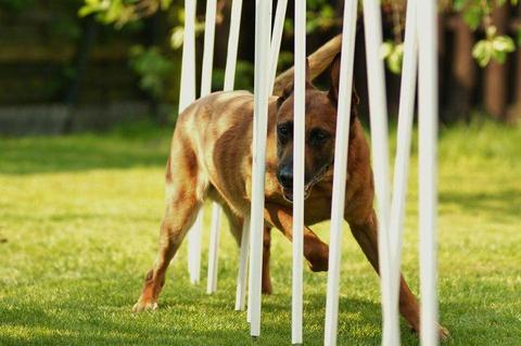 Agility Photos 7006679ogr