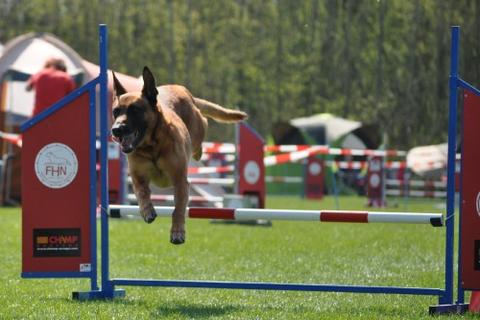 Agility Photos 7006681hjb