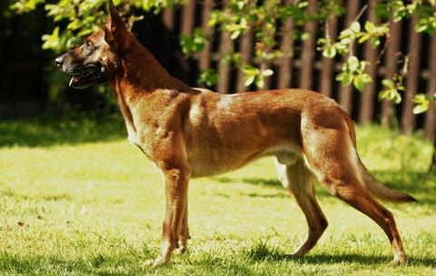 Agility Photos 7006787afn