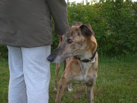 Galga Rita (jetzt MILLA) aus Alicante sucht ... - Seite 2 7007545sti