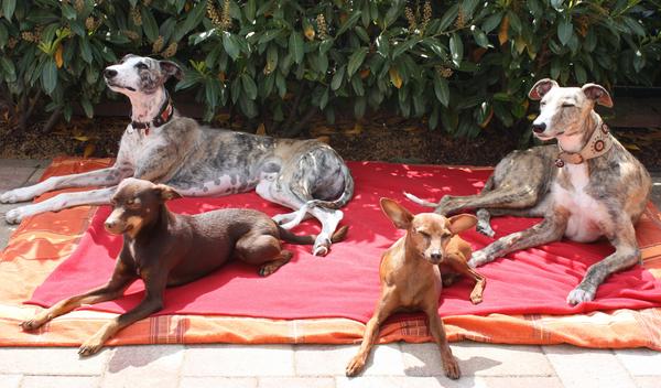 Galga SITA aus Alicante sucht dringend ... - Seite 3 7010781hrj