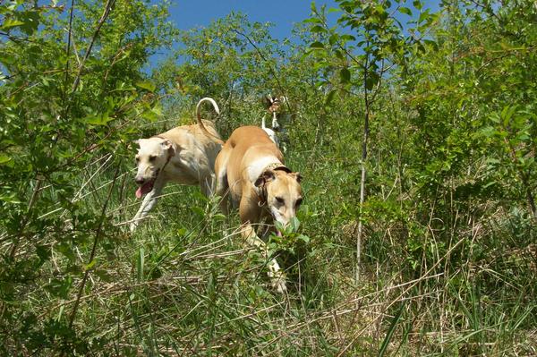 Galga LUNI aus Murcia sucht ... - Seite 6 7055798dci