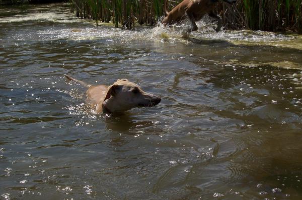 Galga LUNI aus Murcia sucht ... - Seite 6 7055800lja