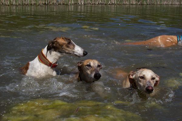 Galga LUNI aus Murcia sucht ... - Seite 6 7055807ftc