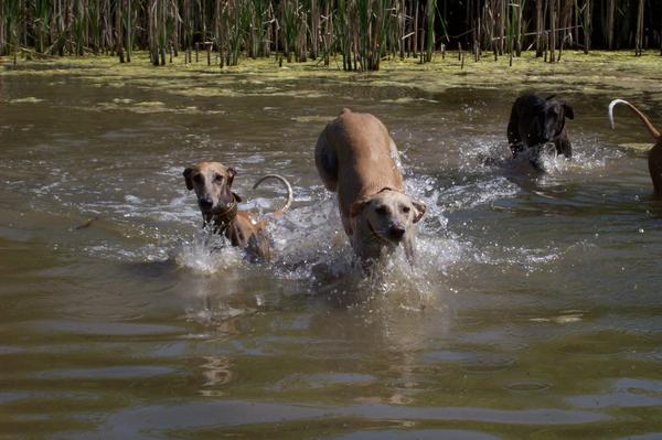 Galga LUNI aus Murcia sucht ... - Seite 6 7055830wkb