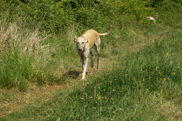 Galga LUNI aus Murcia sucht ... - Seite 6 7055836lzj