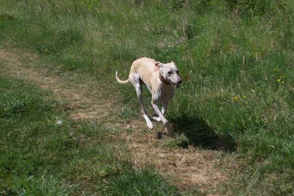 Galga LUNI aus Murcia sucht ... - Seite 6 7055837nuv