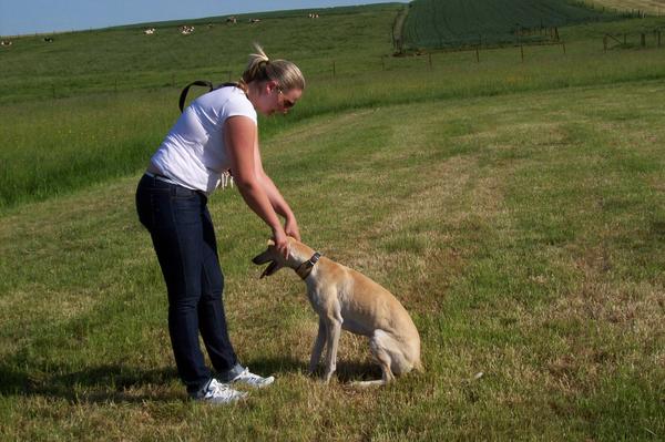 Galga LUNI aus Murcia sucht ... - Seite 6 7058846jbu