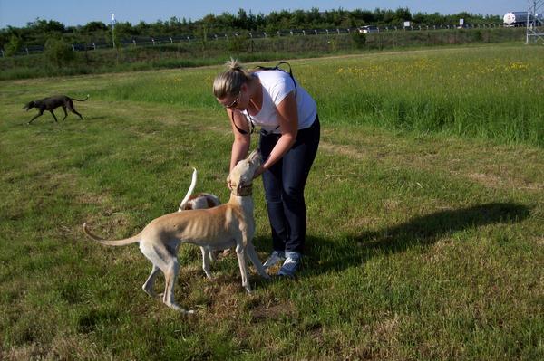 Galga LUNI aus Murcia sucht ... - Seite 6 7058847sig