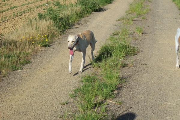 Galga LUNI aus Murcia sucht ... - Seite 6 7058849xxr