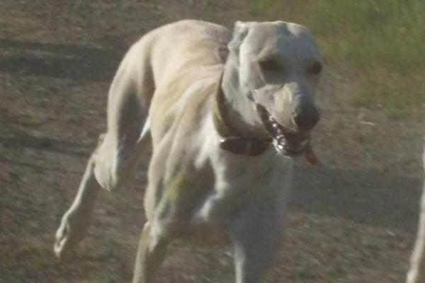 Galga LUNI aus Murcia sucht ... - Seite 6 7084450ujh