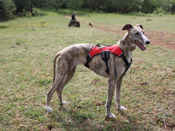 Galga SITA aus Alicante sucht dringend ... - Seite 3 7114908ber