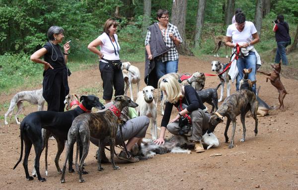 Galga SITA aus Alicante sucht dringend ... - Seite 3 7114914fyt