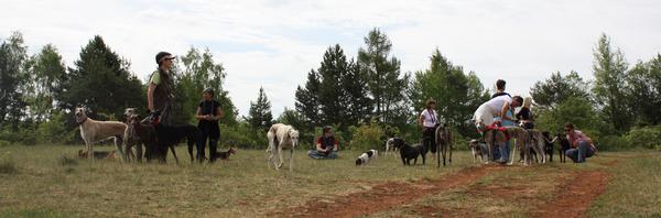 Galga SITA aus Alicante sucht dringend ... - Seite 3 7114916ome