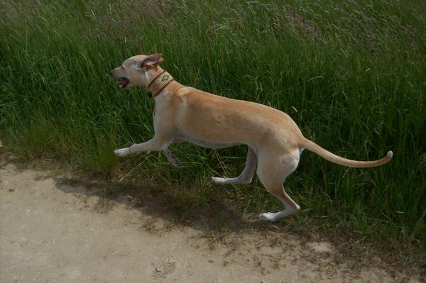 Galga LUNI aus Murcia sucht ... - Seite 6 7154436aaa