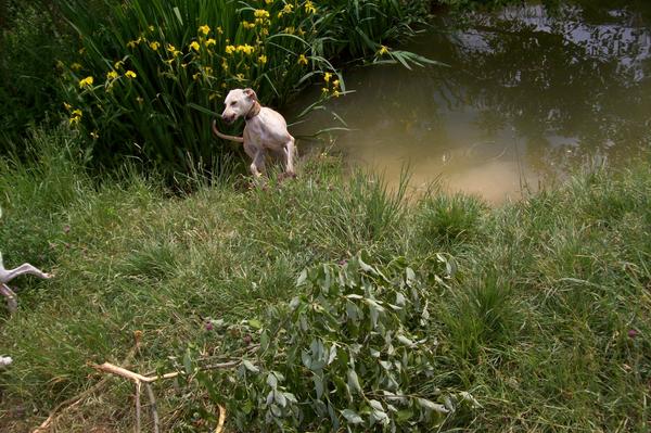 Galga LUNI aus Murcia sucht ... - Seite 6 7154438smc