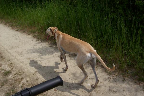 Galga LUNI aus Murcia sucht ... - Seite 6 7154439dku