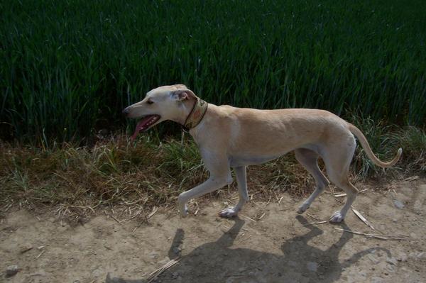 Galga LUNI aus Murcia sucht ... - Seite 6 7154442ezg