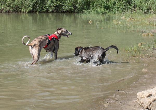 Galga SITA aus Alicante sucht dringend ... - Seite 4 7174160ciz