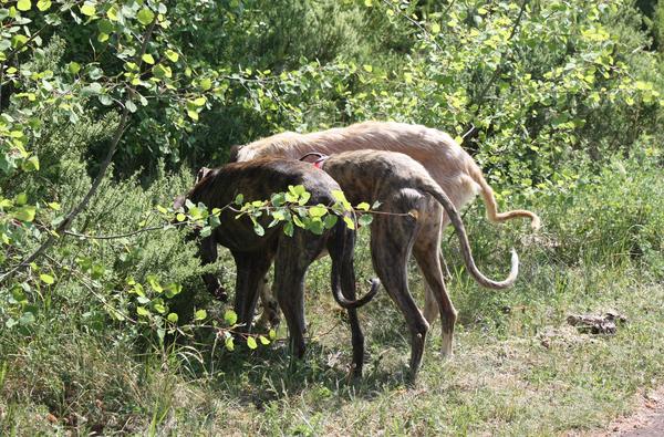 Galga SITA aus Alicante sucht dringend ... - Seite 4 7174167hfk