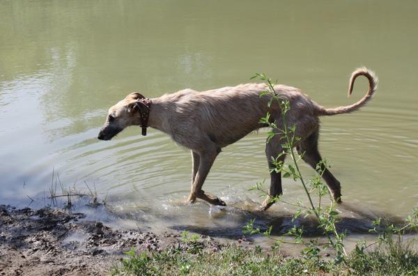 Rauhhaar-Galgo RIK aus Alicante sucht ... - Seite 2 7174634ydc