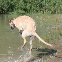 Rauhhaar-Galgo RIK aus Alicante sucht ... - Seite 2 7175163qzd