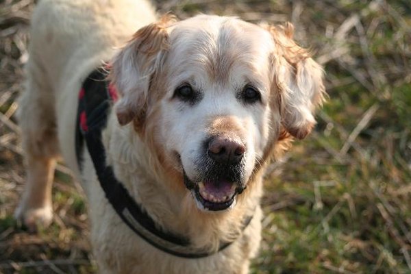 Benno - 13 Jahre alter Golden Senior 7212274teg