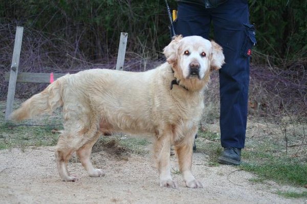 Benno - 13 Jahre alter Golden Senior 7212275udy