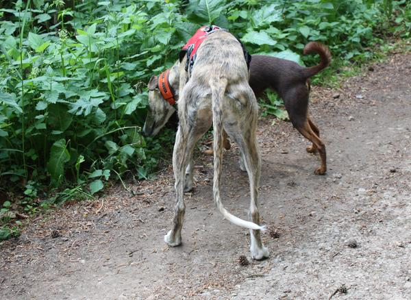 Galga SITA aus Alicante sucht dringend ... - Seite 4 7240146jeq