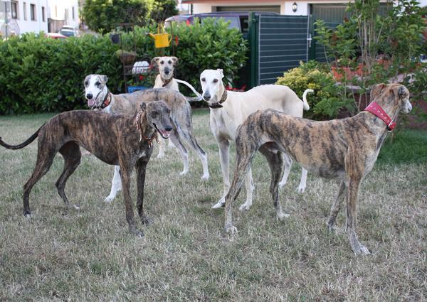 Galga SITA aus Alicante sucht dringend ... - Seite 4 7240155aqb