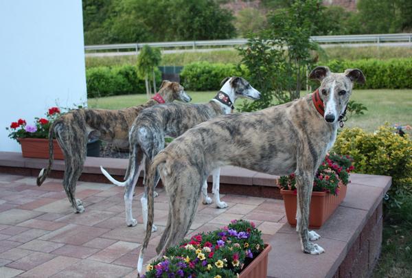 Galga SITA aus Alicante sucht dringend ... - Seite 4 7240156rhz