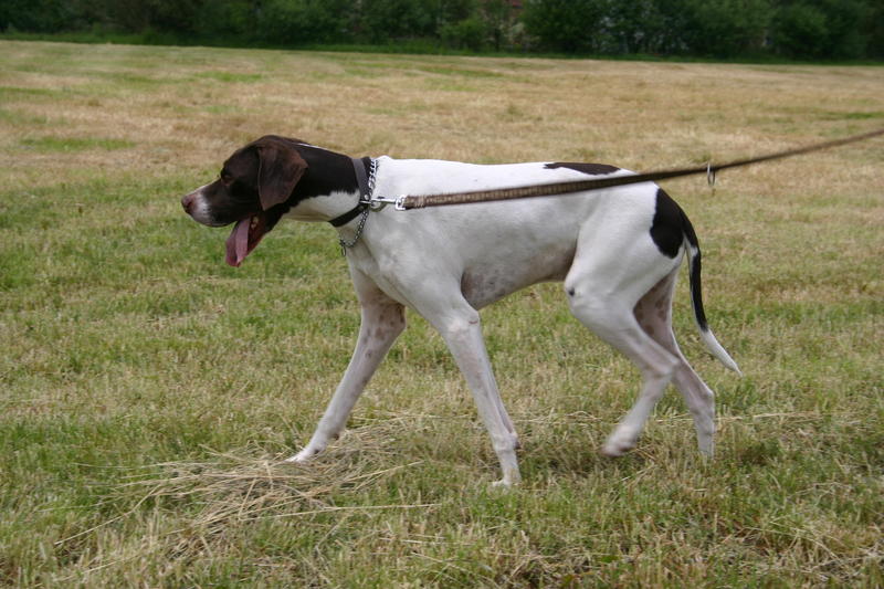 Alan, ein Traum von Pointer - vermittelt 7243691fka