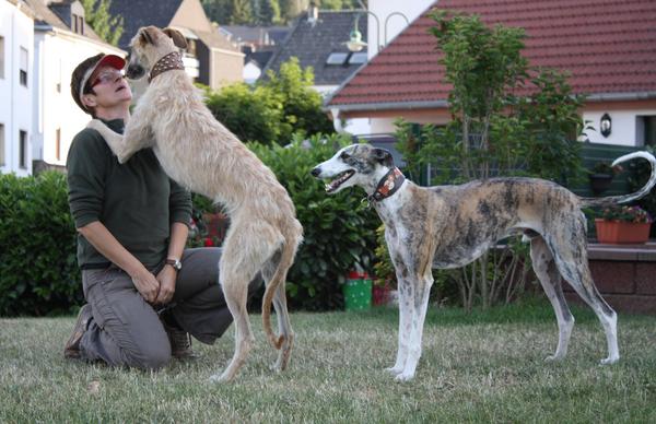 Rauhhaar-Galgo RIK aus Alicante sucht ... - Seite 3 7248355htv